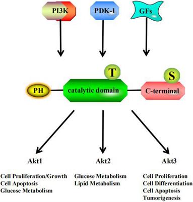 Akt: A Potential Drug Target for Metabolic Syndrome